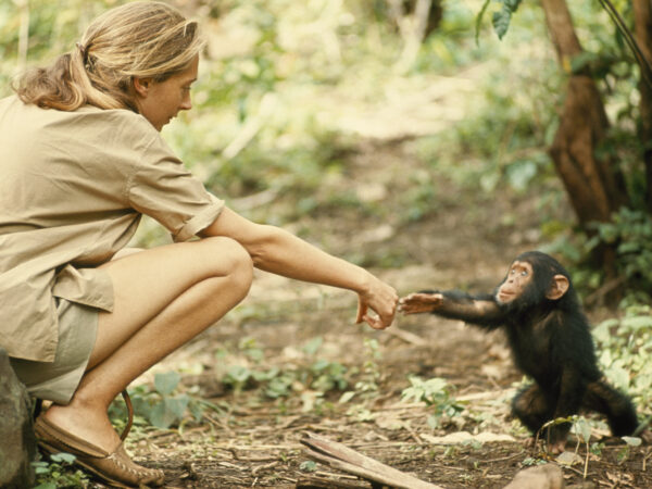 jane-goodall